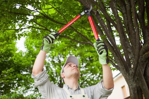 Austin TX tree service