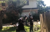 The Benefits of Tree Service