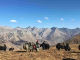 Culinary Experiences in Limi Valley: Traditional Dishes to Try – Dolpo Caravan